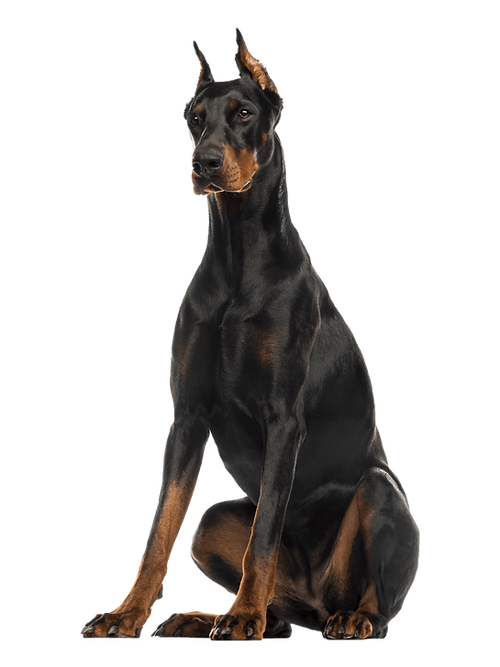 NEW!! Mammoth Moose Antler Chew