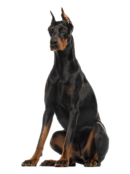 NEW!! Mammoth Moose Antler Chew